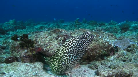 Facts: The Honeycomb Moray Eel