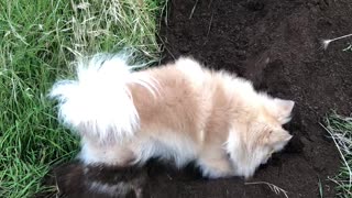 Digging Dog Distracted by Playful Friend