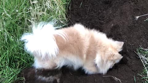 Digging Dog Distracted by Playful Friend