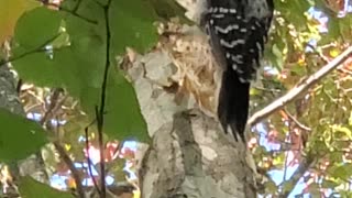 Woodpecker