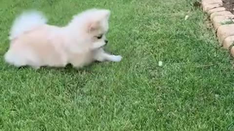 Puppy playing and enjoying at a park🥰