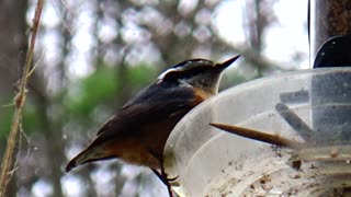 Red-breasted nuthatch