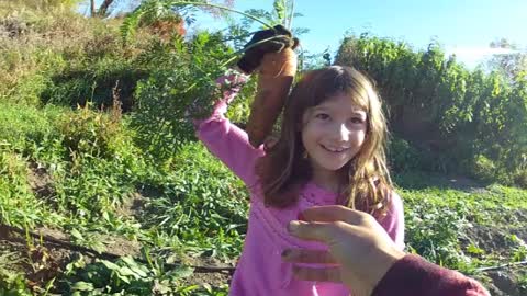 Huge organic carrots from the garden