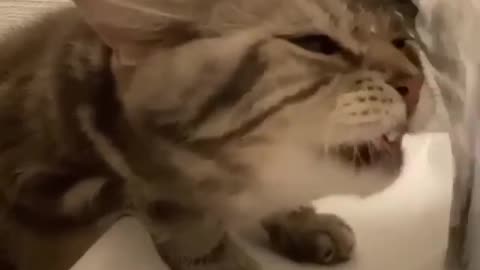 A cat swimming under water alone