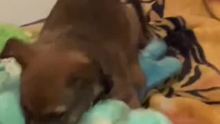 cute puppy playing