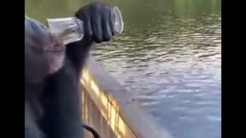 Chimp drinking wine funny video shorts