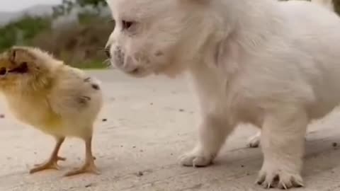 Cute baby animals Videos Compilation cute moment of the animals - Cutest Animals On Earth