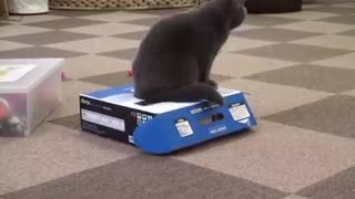 Cat is Jailed by a cat ,,,, in a carton🤣