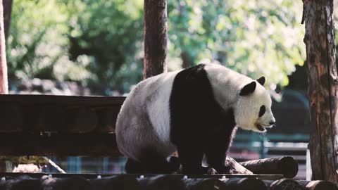 A lazy giant panda