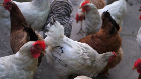 close up of domestic chicken at a farm industrial chicken