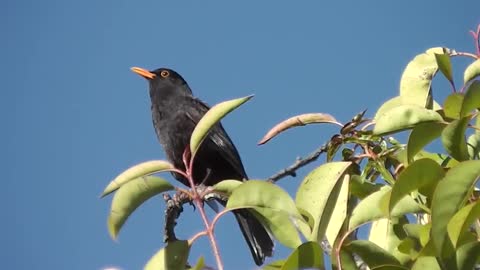Black bird song