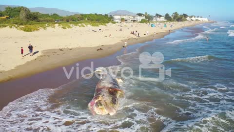Aerial over a dead beached whale lying on the shore of a Southern California beach 4