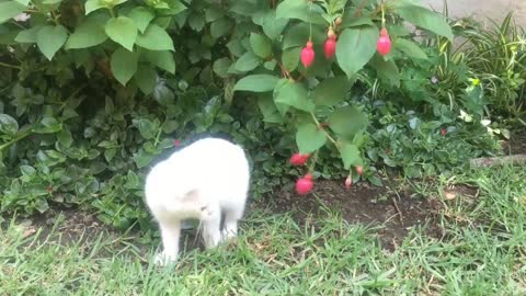 The cat who picks flowers