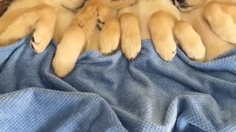 Sleeping Golden Retriever Puppies Love to Cuddle