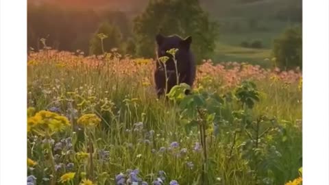 CRAZY VIDEO-Resued kitten turns out to be a wild panther