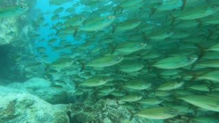 fish school Kona Hawaii