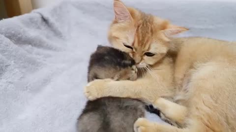 Looking back at the mother cat whose affection is too intense