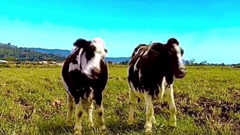 Why are there so many videos of dancing cows on the internet