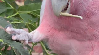 Pink Cockatoo - pink parrot - major mitchell cockatoo - aviary birds, pets