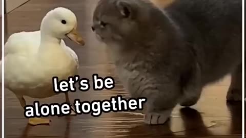 This funny duck won't leave the cat alone 😭