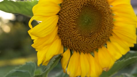 Close up view of a sunflower