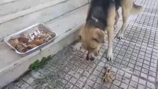 Feeding a strain dog in Greece