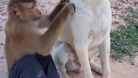 Animal friendship