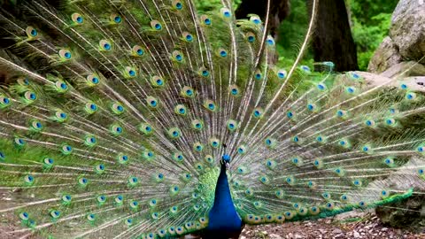 peacock showing off to the public