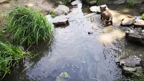 A Dog Playing In A Creek