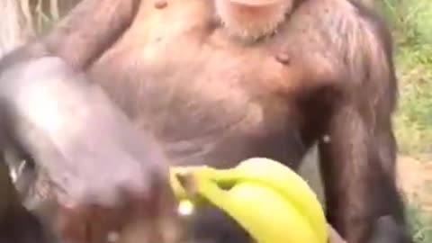 Vary funny viral monky videos