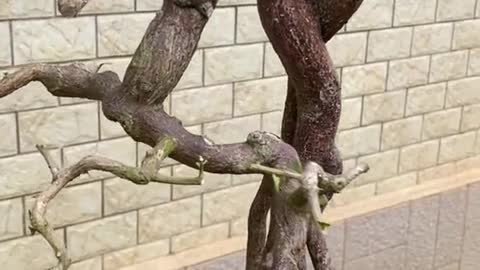 Như một Vũ công đang múa #bonsai