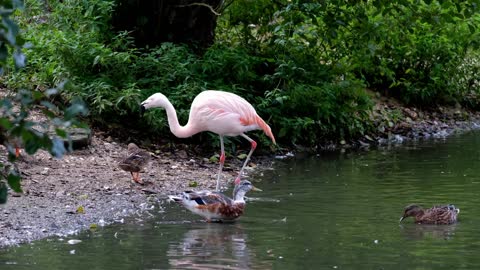 These Flamingos Have Sweet Dance Moves