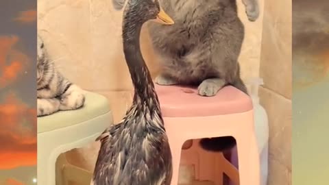 Cat vs Duck