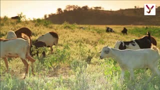 Goats can actually climb trees. Here are 10 interesting things about Goats