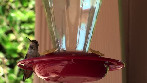Humming bird slow motion video