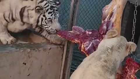 Tiger eating