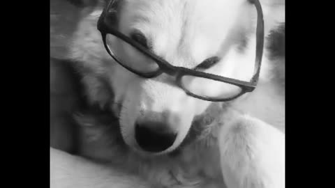 Dog with glasses funny video dog lover😂🥰#dogvver #dogstag