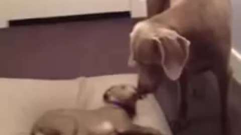 Feisty Weimaraner puppy steals bed from big brother