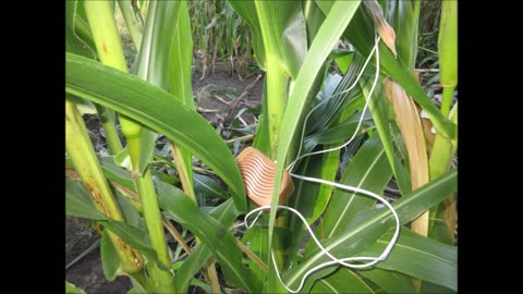 Reaching For Harvest Corn Emily Garden Sept 2022