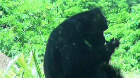 Monkey Showing How He Recycles His Food; Monkey Eating