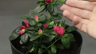 Creative planting hacks using fruits!
