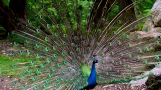 very charming peacock