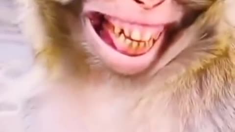 Looking monkey