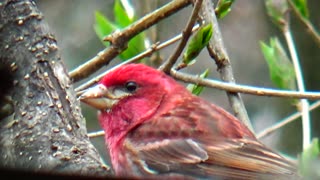 Purple Finch