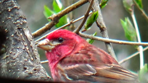 Purple Finch