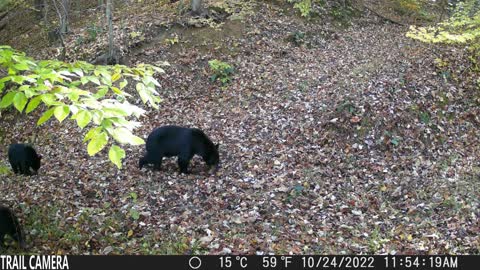 Two Black Bear Cubs follow mom through the woods!