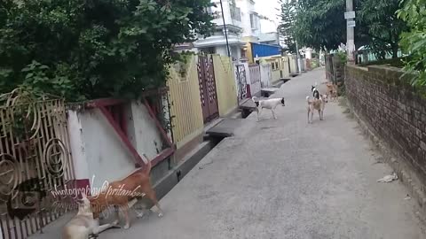 Indian dogs Shouting beside house - funny videos