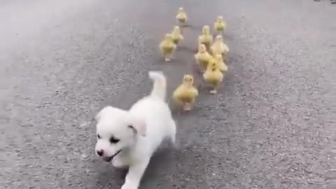 This puppy loves ducklings and chicks #shorts #viral #shortsvideo #video
