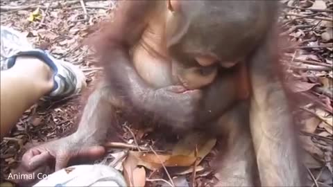 Baby Orangutan Are Adorable Cutest Compilation