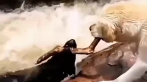 Animals also have love and affection. Saving a dog from drowning by its own kind